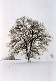 arbre sous la neige